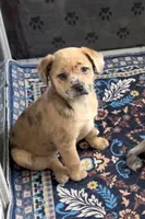 Reese Golden Plush Merle , a female French Bulldog and Pomsky for sale in Kokomo, IN – Photo 9 of 10