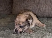 Reese, a female French Bulldog and Pomsky for sale in Kokomo, IN – Photo 2 of 8
