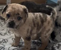 Reese Golden Fluffy Merle , a female French Bulldog and Pomsky for sale in Kokomo, IN – Photo 10 of 10