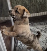 Reese Golden Fluffy Merle , a female French Bulldog and Pomsky for sale in Kokomo, IN – Photo 9 of 10