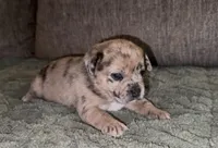 Reese, a female French Bulldog and Pomsky for sale in Kokomo, IN – Photo 1 of 8