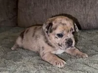 Reese, a female French Bulldog and Pomsky for sale in Kokomo, IN – Photo 7 of 8