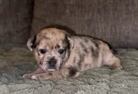 Reese, a female French Bulldog and Pomsky for sale in Kokomo, IN – Photo 3 of 8