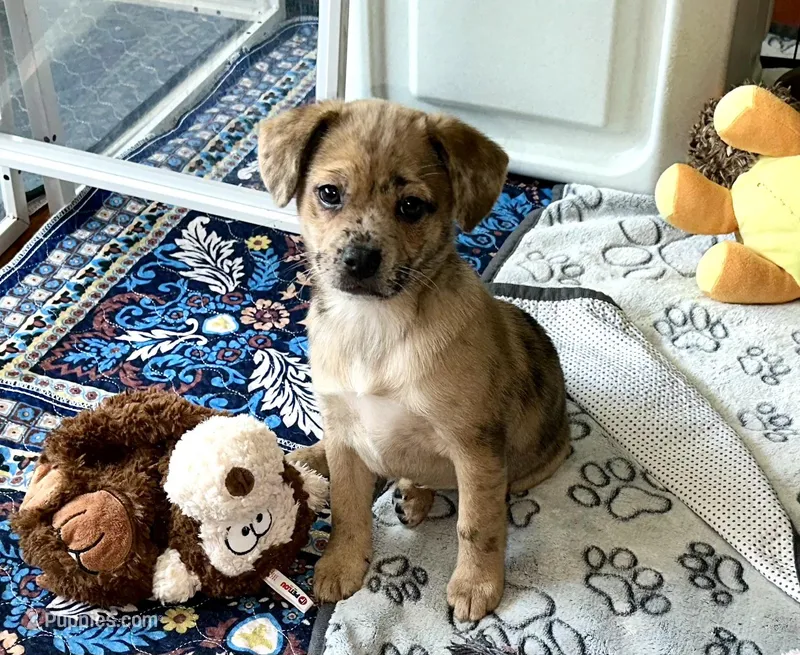 Reese Golden Plush Merle  – French Bulldog, Pomsky puppy for sale in Kokomo, IN