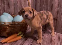 Reese Golden Plush Merle , a female French Bulldog and Pomsky for sale in Kokomo, IN – Photo 2 of 10