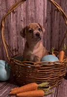 Reese Golden Plush Merle , a female French Bulldog and Pomsky for sale in Kokomo, IN – Photo 5 of 10