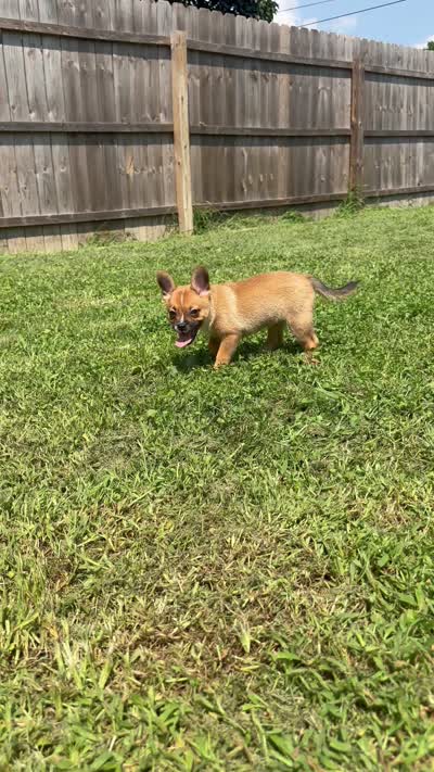 Ali -New Video 8/8, a male French Bulldog and Pomsky for sale in Kokomo, IN – 8 of 9