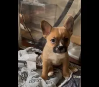Ali -Video updates-, a male French Bulldog and Pomsky for sale in Kokomo, IN – 2 of 10