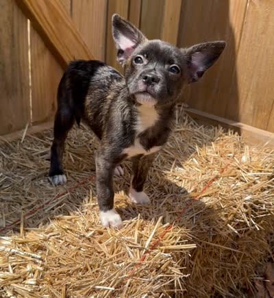 Luxe -Video updates 8/8, a male French Bulldog and Pomsky for sale in Kokomo, IN – 10 of 10