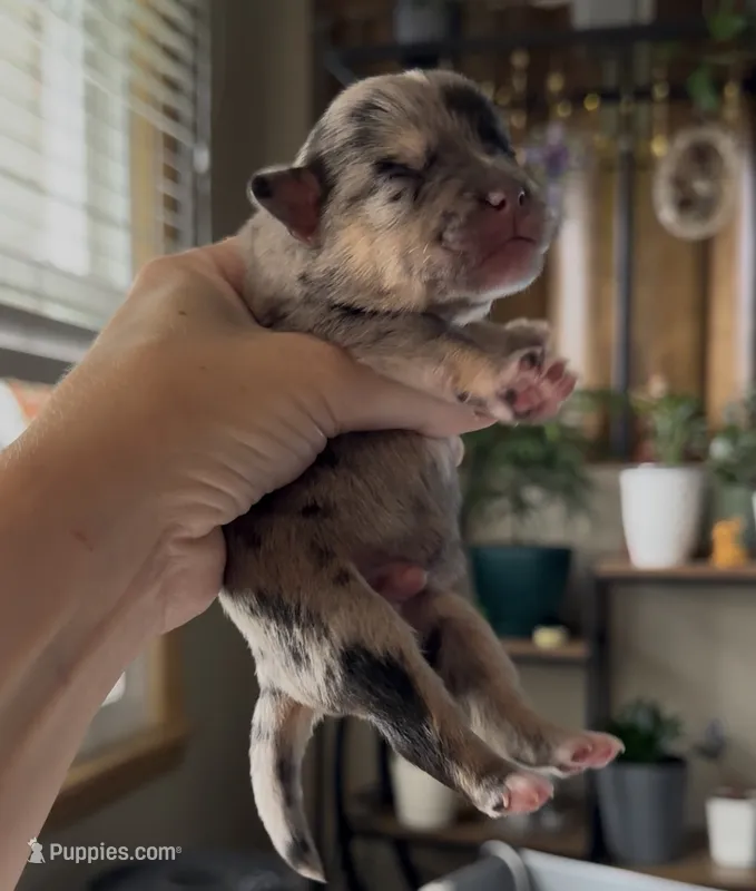 Junior – French Bulldog, Pomsky puppy for sale in Kokomo, IN