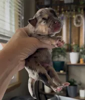 Junior, a male French Bulldog and Pomsky for sale in Kokomo, IN – 1 of 1