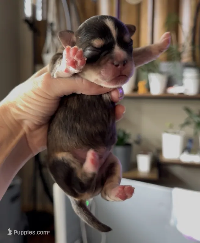 Biz – French Bulldog, Pomsky puppy for sale in Kokomo, IN