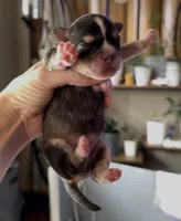 Biz, a male French Bulldog and Pomsky for sale in Kokomo, IN – 1 of 1