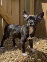 Luxe -Video updates 8/8, a male French Bulldog and Pomsky for sale in Kokomo, IN – 2 of 10