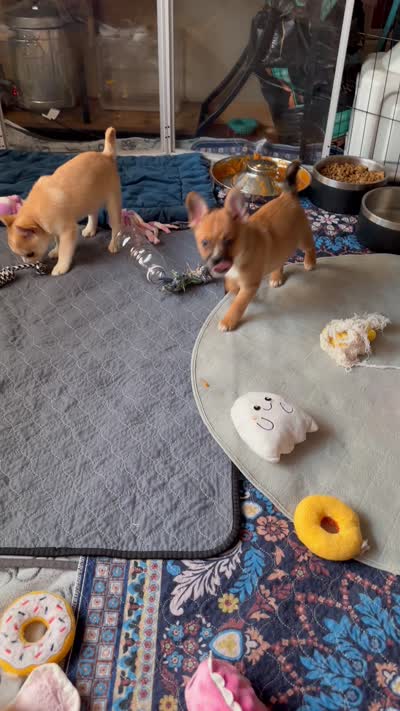 Max -Video updates-, a male French Bulldog and Pomsky for sale in Kokomo, IN – 9 of 10