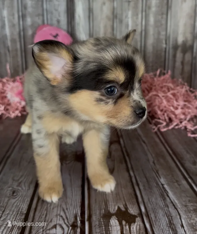 Junie  – French Bulldog, Pomsky puppy for sale in Kokomo, IN