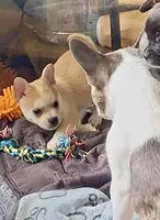 Max -Video updates-, a male French Bulldog and Pomsky for sale in Kokomo, IN – 2 of 10