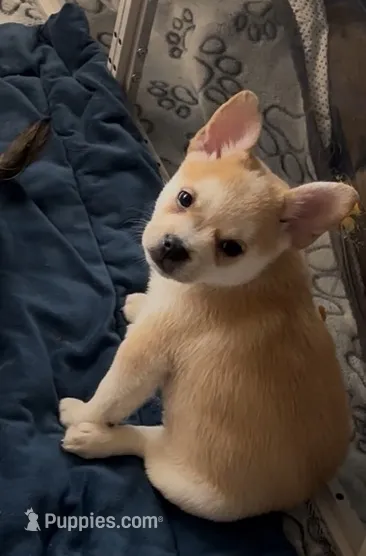 Max -Video updates- – French Bulldog, Pomsky puppy for sale in Kokomo, IN