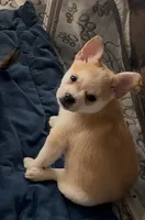 Max -Video updates-, a male French Bulldog and Pomsky for sale in Kokomo, IN – 1 of 10