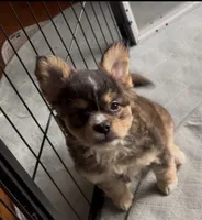 Biz -Video updates-, a male French Bulldog and Pomsky for sale in Kokomo, IN – 4 of 10