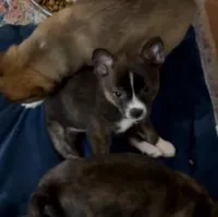 Tiny Brindle Girl , a female Boston Terrier and Pomsky for sale in Kokomo, IN – Photo 4 of 9