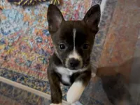 Tiny Brindle Girl , a female Boston Terrier and Pomsky for sale in Kokomo, IN – Photo 5 of 9