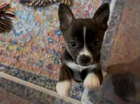 Tiny Brindle Girl , a female Boston Terrier and Pomsky for sale in Kokomo, IN – Photo 3 of 9
