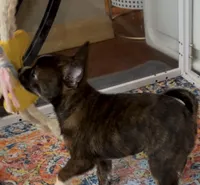 Tiny Brindle Girl , a female Boston Terrier and Pomsky for sale in Kokomo, IN – Photo 7 of 9