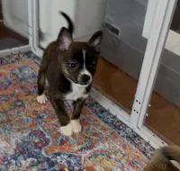 Tiny Brindle Girl , a female Boston Terrier and Pomsky for sale in Kokomo, IN – Photo 2 of 9