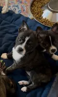 Tiny Brindle Girl , a female Boston Terrier and Pomsky for sale in Kokomo, IN – Photo 8 of 9