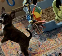 Tiny Brindle Girl , a female Boston Terrier and Pomsky for sale in Kokomo, IN – Photo 6 of 9