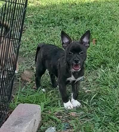 Luxe -Video updates 8/8, a male French Bulldog and Pomsky for sale in Kokomo, IN – 9 of 10