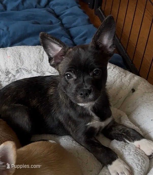 Luxe -Video updates 8/2- – French Bulldog, Pomsky puppy for sale in Kokomo, IN