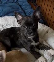 Luxe -Video updates 8/2-, a male French Bulldog and Pomsky for sale in Kokomo, IN – 1 of 7