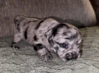 Cleopatra , a female French Bulldog and Pomsky for sale in Kokomo, IN – Photo 7 of 8