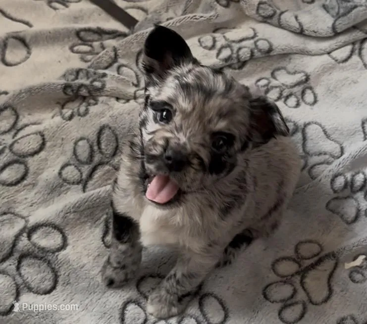 Cleopatra Platinum Fluffy Merle – French Bulldog, Pomsky puppy for sale in Kokomo, IN