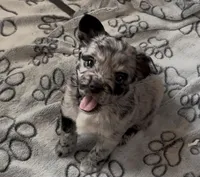 Cleopatra Platinum Fluffy Merle, a female French Bulldog and Pomsky for sale in Kokomo, IN – Photo 3 of 10