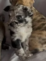 Cleopatra Platinum Fluffy Merle, a female French Bulldog and Pomsky for sale in Kokomo, IN – Photo 7 of 10