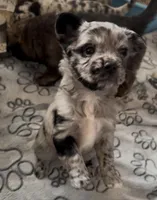 Cleopatra Platinum Fluffy Merle, a female French Bulldog and Pomsky for sale in Kokomo, IN – Photo 2 of 10