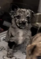 Cleopatra Platinum Fluffy Merle, a female French Bulldog and Pomsky for sale in Kokomo, IN – Photo 10 of 10