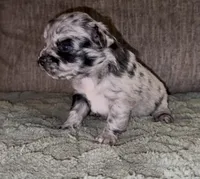 Cleopatra , a female French Bulldog and Pomsky for sale in Kokomo, IN – Photo 2 of 8