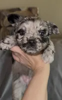 Cleopatra Platinum Fluffy Merle, a female French Bulldog and Pomsky for sale in Kokomo, IN – Photo 5 of 10