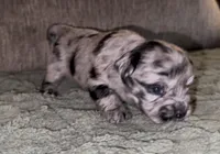 Cleopatra , a female French Bulldog and Pomsky for sale in Kokomo, IN – Photo 3 of 8