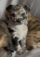 Cleopatra Platinum Fluffy Merle, a female French Bulldog and Pomsky for sale in Kokomo, IN – Photo 4 of 10