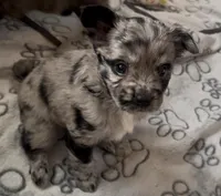 Cleopatra Platinum Fluffy Merle, a female French Bulldog and Pomsky for sale in Kokomo, IN – Photo 6 of 10