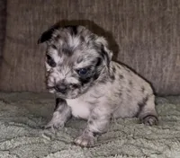 Cleopatra , a female French Bulldog and Pomsky for sale in Kokomo, IN – Photo 1 of 8