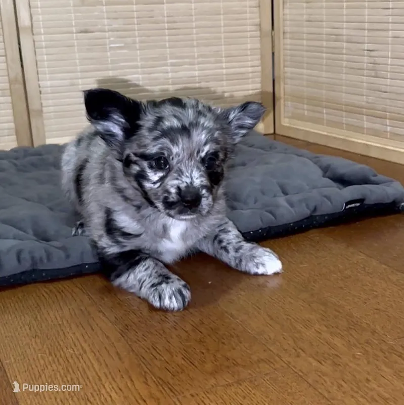 Cleopatra Platinum Fluffy Merle – French Bulldog, Pomsky puppy for sale in Kokomo, IN