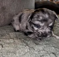 Cleopatra , a female French Bulldog and Pomsky for sale in Kokomo, IN – Photo 4 of 8