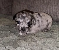 Cleopatra , a female French Bulldog and Pomsky for sale in Kokomo, IN – Photo 5 of 8