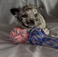 Cleopatra Platinum Fluffy Merle, a female French Bulldog and Pomsky for sale in Kokomo, IN – Photo 1 of 10